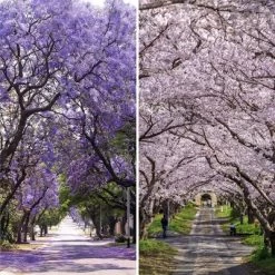 6" Double Sided Lavender Road Canvas Room Divider Purple - Oriental Furniture -Luxe Living Interiors Shop GUEST 76beb705 6331 4854 a351 0324682238fc